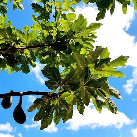 Maison d'hôtes Lilafee 4*