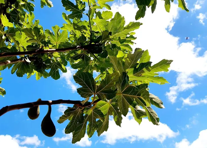 Vendégház Lilafee 4*